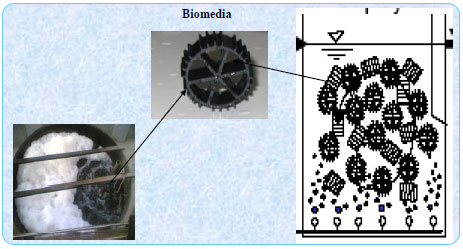 Fluidised Bed Bioreactor